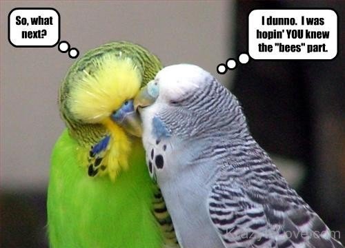 Parrot Love