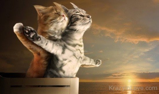 Titanic Cat